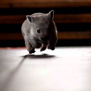 Meet your Posher, Austin